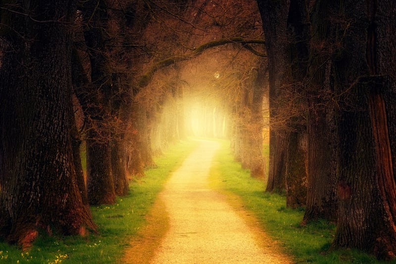 Mystical Forest Path