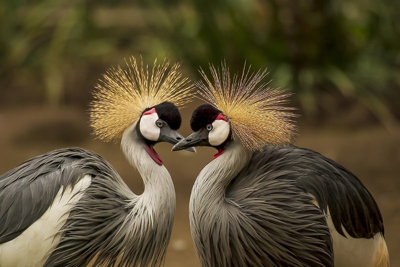 Bride and Groom in Nature