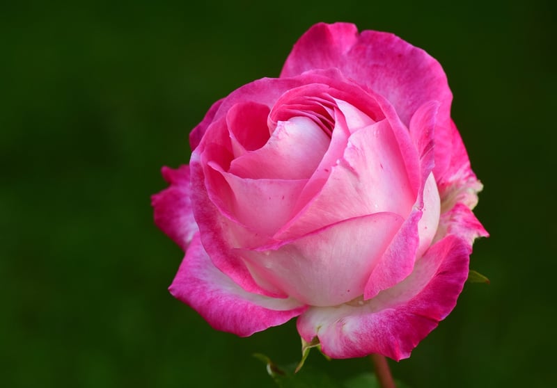 Enchanted Rose Centerpiece